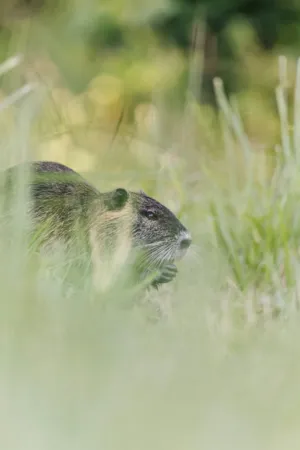 Coypu In The Wild