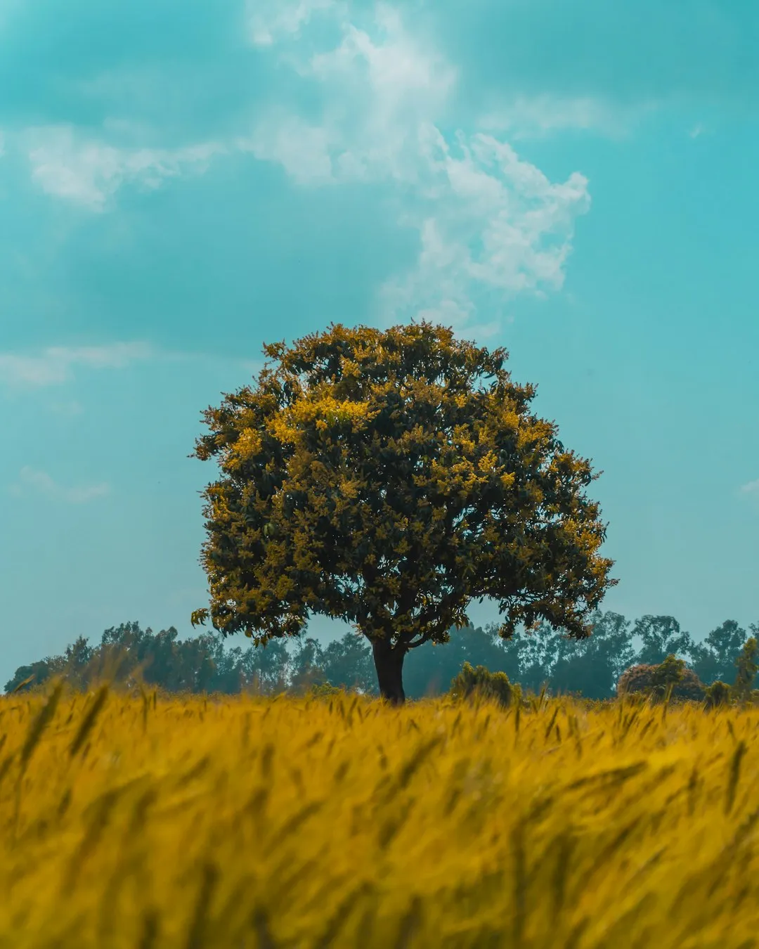 Solitary Tree In A Field