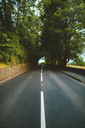 Tree-Lined Road