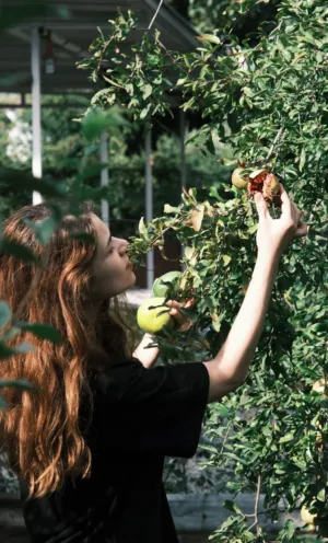 Picking Pomegranates
