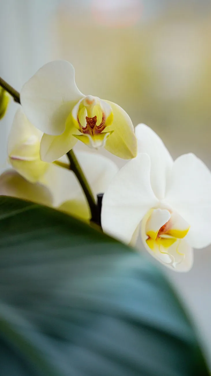 White And Yellow Orchid