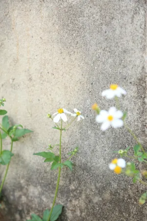 Concrete Wall With Wildflowers