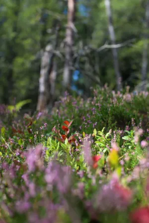 Forest Flowers