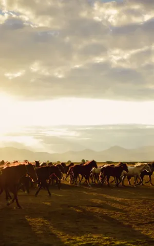 Horses In The Sunset