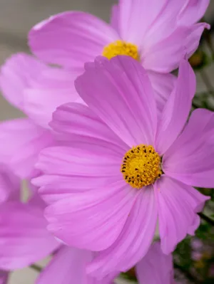 Pink Cosmos Flowers