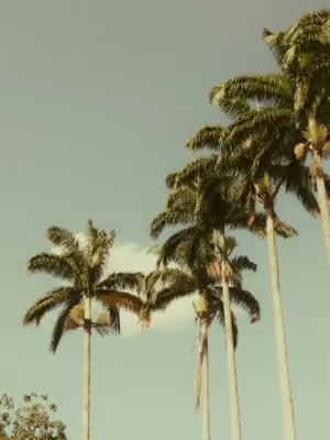 Palm Trees Against Sky