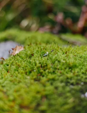 Green Moss Close-Up