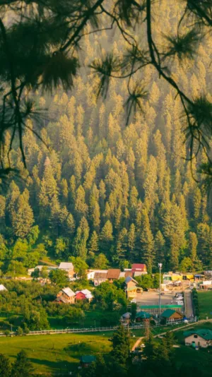 Forest Village