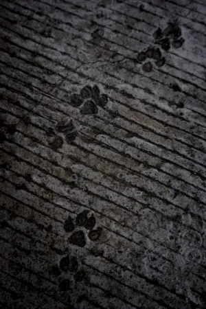 Concrete Texture With Paw Prints