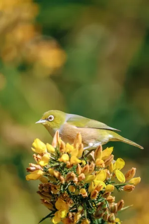 Green And Brown Bird On Yellow Flowers