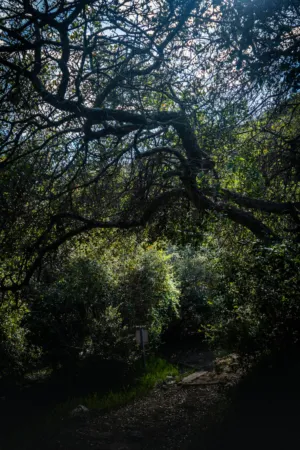 Forest Path