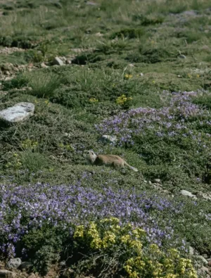 Alpine Flowers And Squirrel