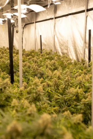 Indoor Cannabis Farm