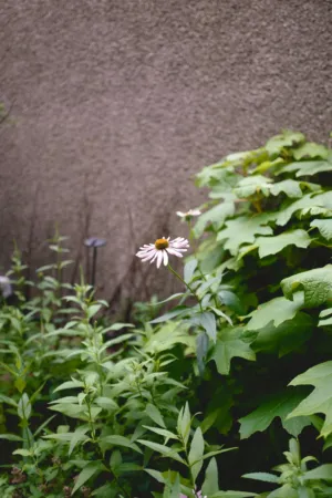 Floral Garden