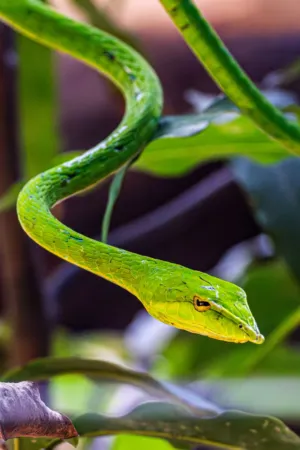 Green Vine Snake