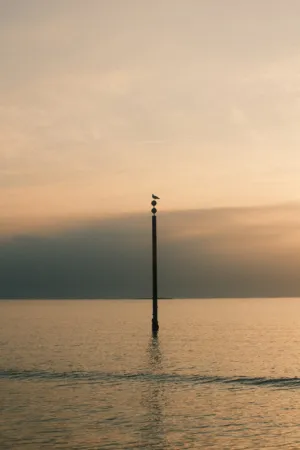 Solitary Bird On A Post At Sunset