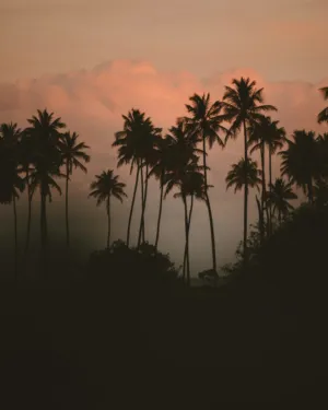 Palm Trees At Sunset