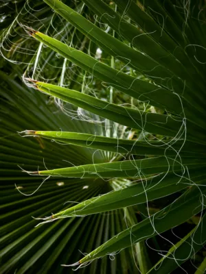 Palm Frond Close-Up