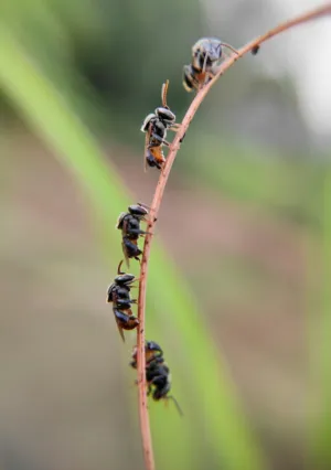 Bee Ladder