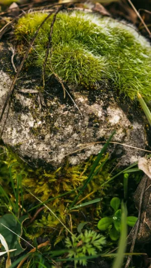Mossy Rock