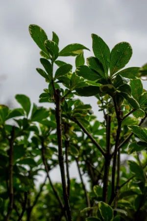 Green Leaves