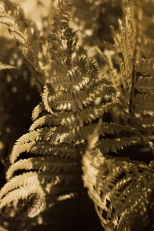 Ferns In Sunlight
