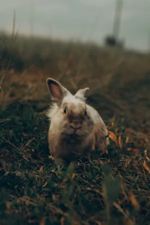 Rabbit In The Wild