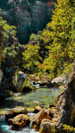 Forest Stream