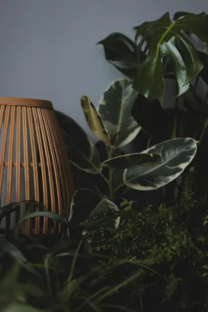 Indoor Plants And Decor