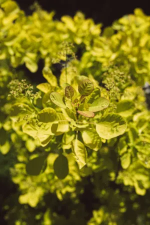 Yellow Leaves In Sunlight