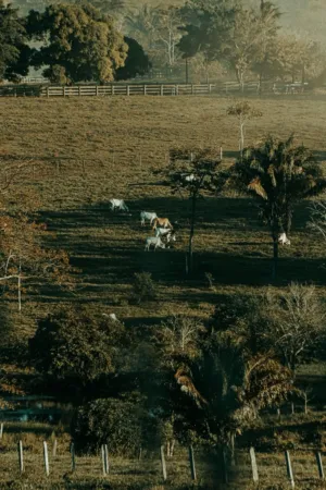 Pastoral Landscape