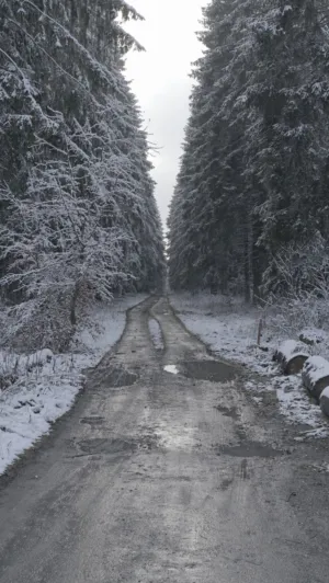 Snowy Forest Road