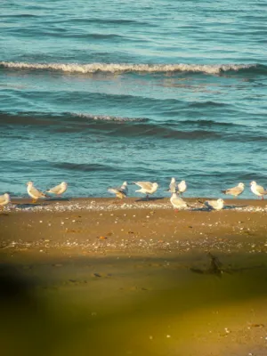 Seagulls On The Beach