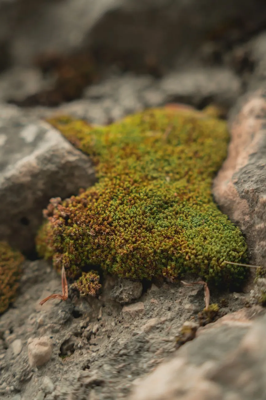 Mossy Rocks