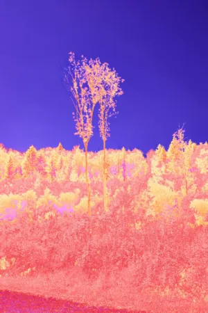 Infrared Forest