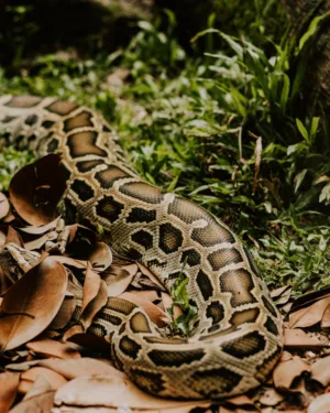 Python In The Wild