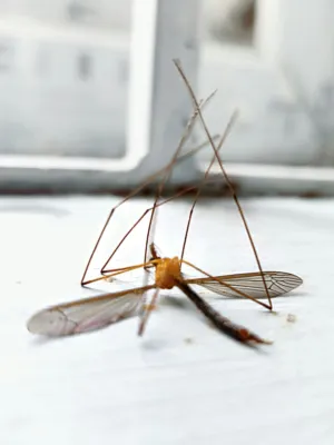 Insect