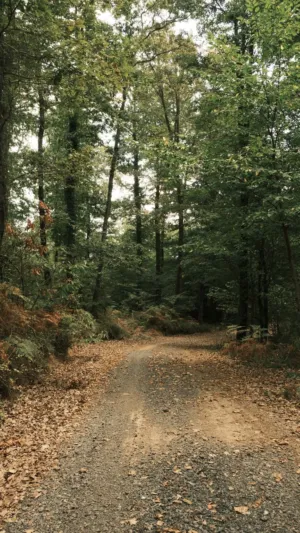 Forest Path