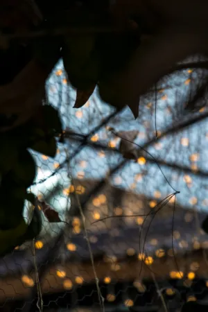 Glimpse Of Lights Through Leaves