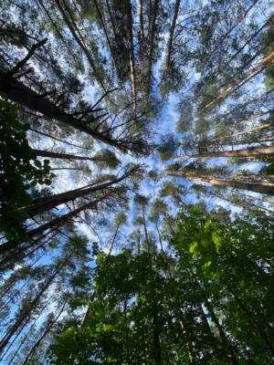 Tall Trees Against The Sky