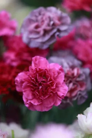 Floral Delight