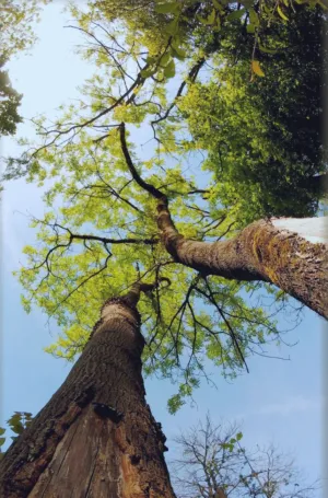Tall Tree Canopy
