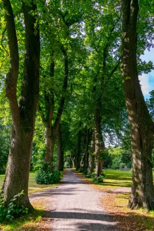 Sunlit Pathway