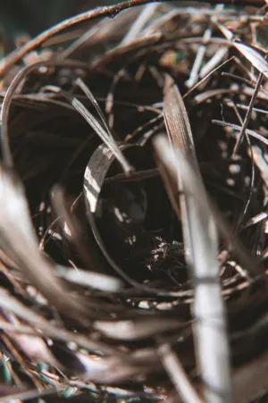 Bird'S Nest Close-Up