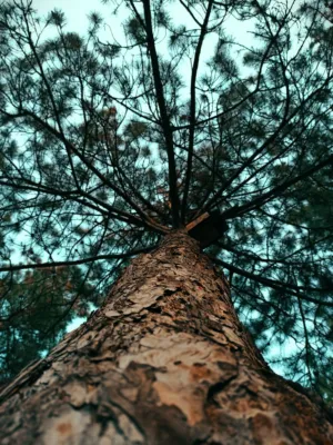 Tall Pine Tree