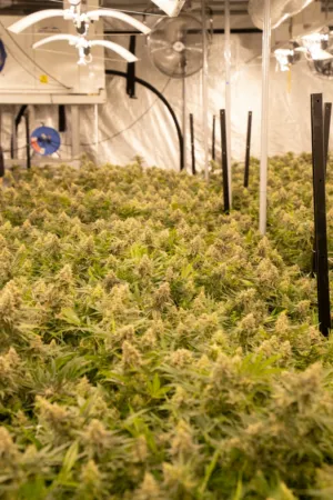 Indoor Cannabis Farm