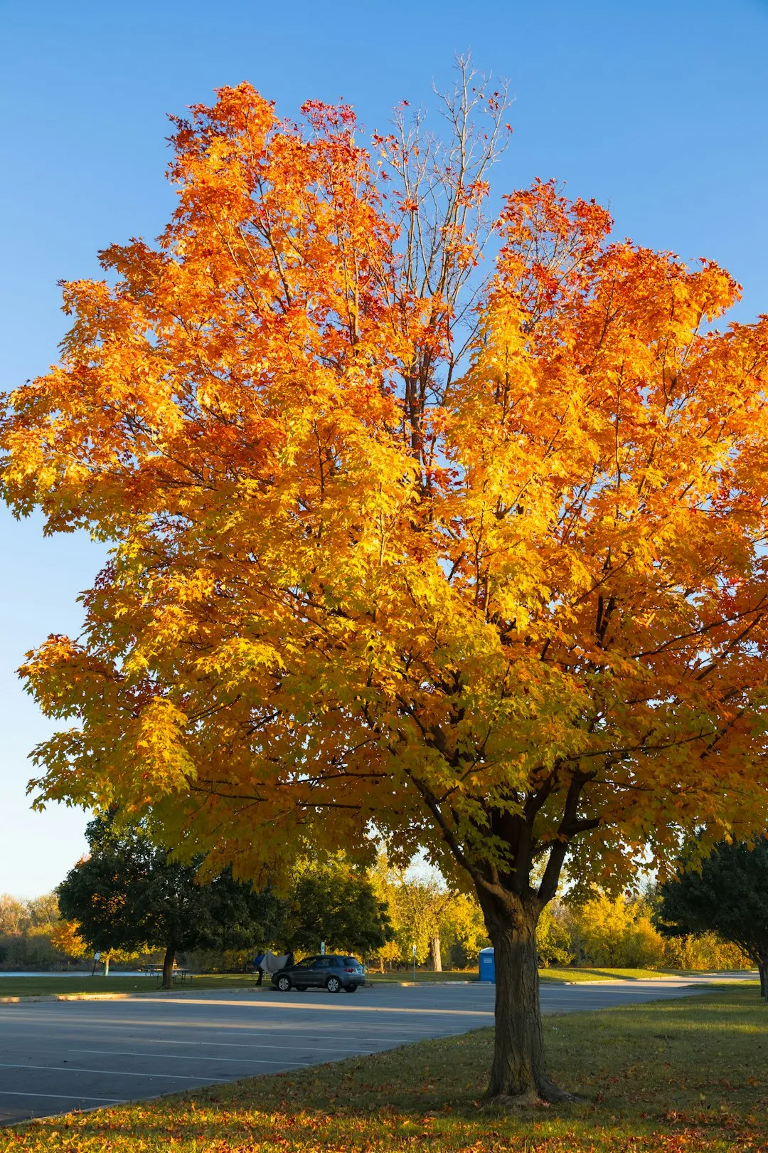 Autumn Tree