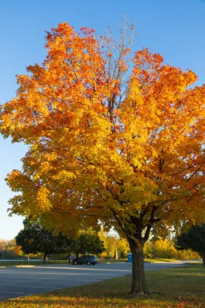 Autumn Tree