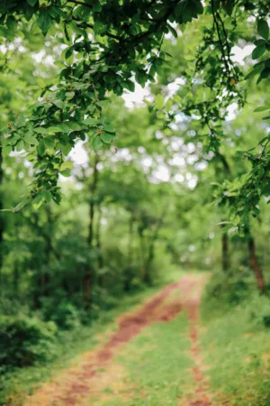 Forest Path