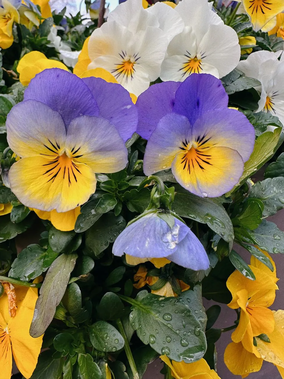 Colorful Pansies